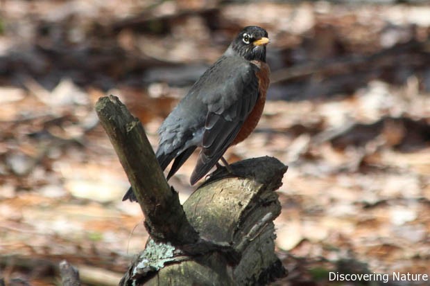 Last year's first robin: 3/7/12