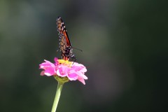 IMG_2783e