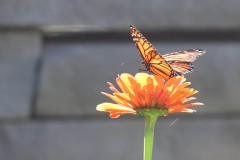 IMG_2787e