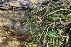 Red Eft