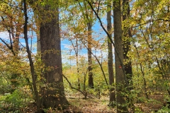 Trail View