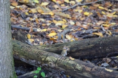 Curious Chipmunk