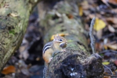 Industrious Chipmunk