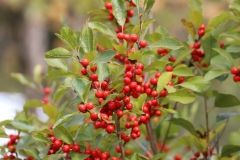 Winterberry