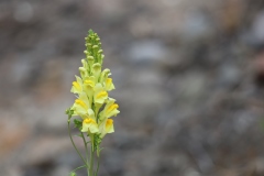 Bloom where you\'re planted