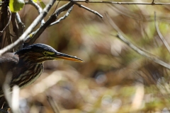 Green Heron 2