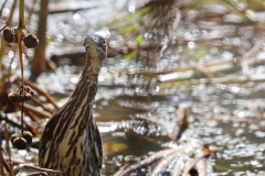 Green Heron 1