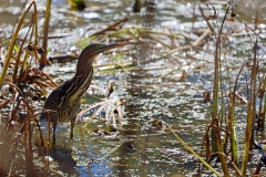 Green Heron 3