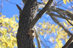 Kramer the Red Squirrel