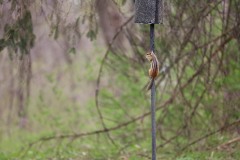 IMG_0585