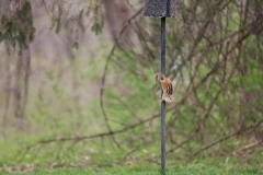 IMG_0586