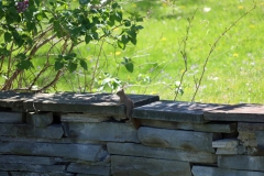IMG_0642cr