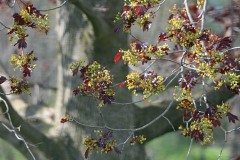 IMG_2196s