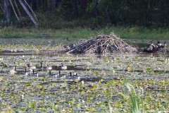 IMG_1491cr