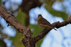 IMG_1505cr