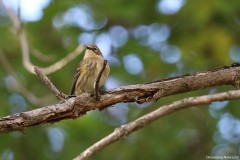 IMG_1510cr
