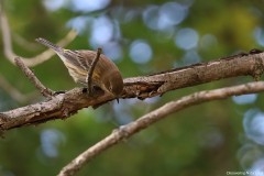IMG_1511cr