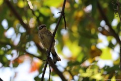 IMG_1526cr