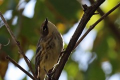 IMG_1528cr