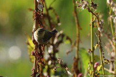 IMG_1538cr1
