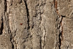 IMG_1542sm