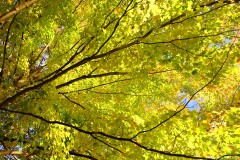 IMG_1557sm