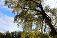 IMG_1558s