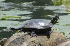 Box turtle
