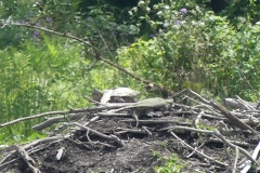 2 snappers
