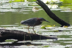 Green heron