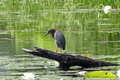 Green heron