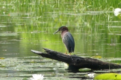Green heron