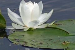 Water lily