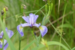 Blue flag