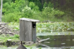 Tree swallow