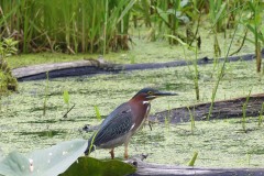 Green heron