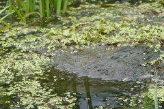 Lurking snapper