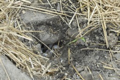 Turtle eggs