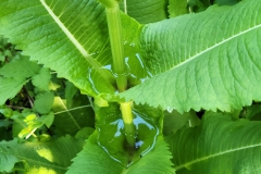A natural multilevel bird bath
