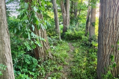 Southward path