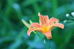 Tiger Lily