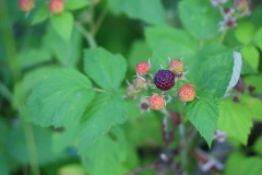 Blackberries