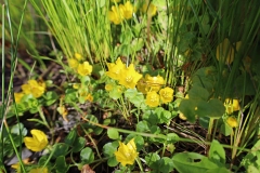 Marsh Marigolds