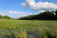 Beaver, muskrat and goose water pathways