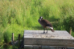 Mr. Goose dislikes intruders