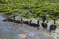 A family that floats together stays together