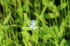 Forget-Me-Nots