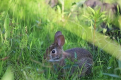 Young bunny in the marsh