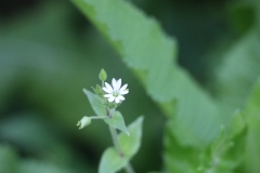 Chickweed