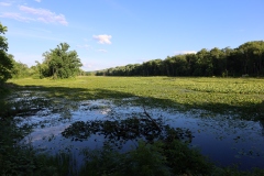Brick Pond